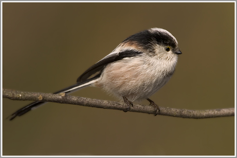 Schwanzmeise (Aegithalos caudatus), NSG Ruhraue Mülheim
