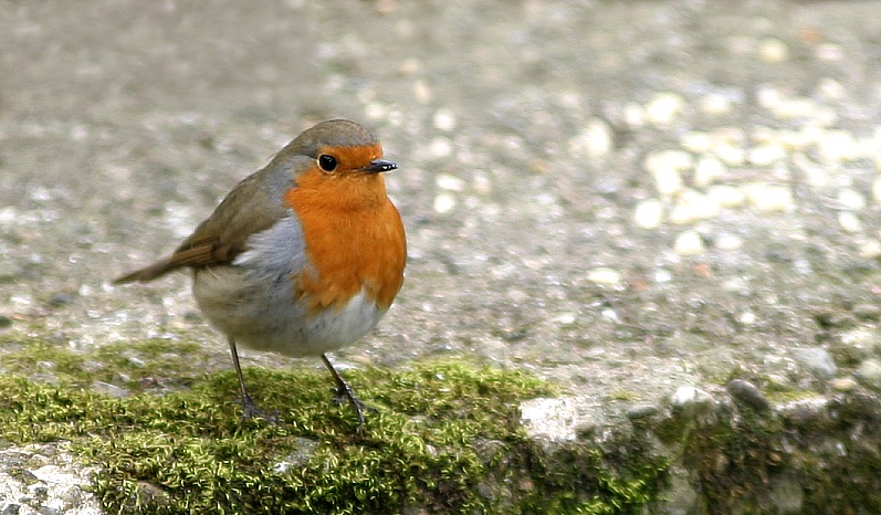 Rotkehlchen EBV