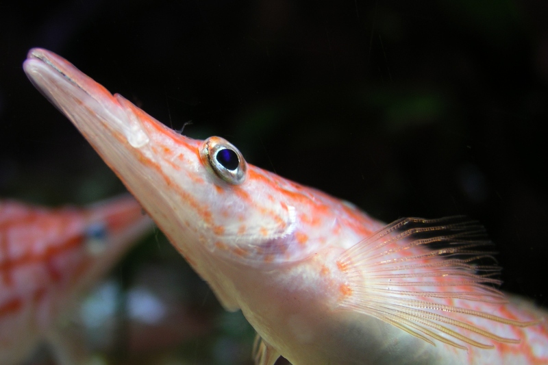 Langnasen-Korallenwächter (Oxycirrhites typus)