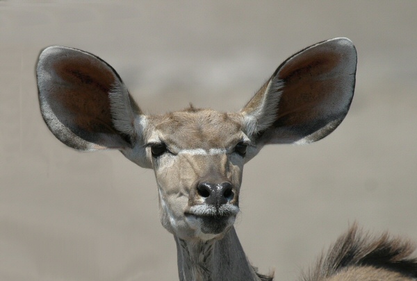 weibl. Kudu - ND /Ausschnitt