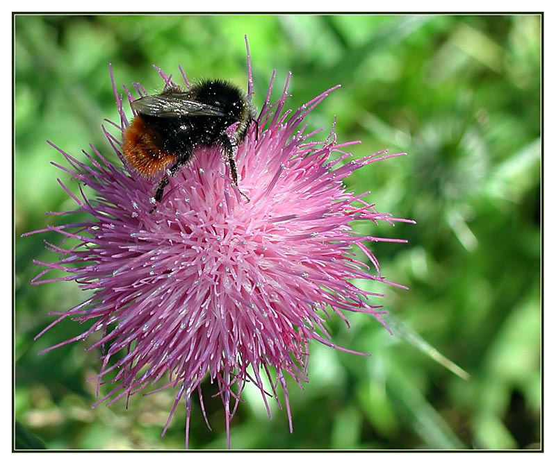 Wiesenhummel