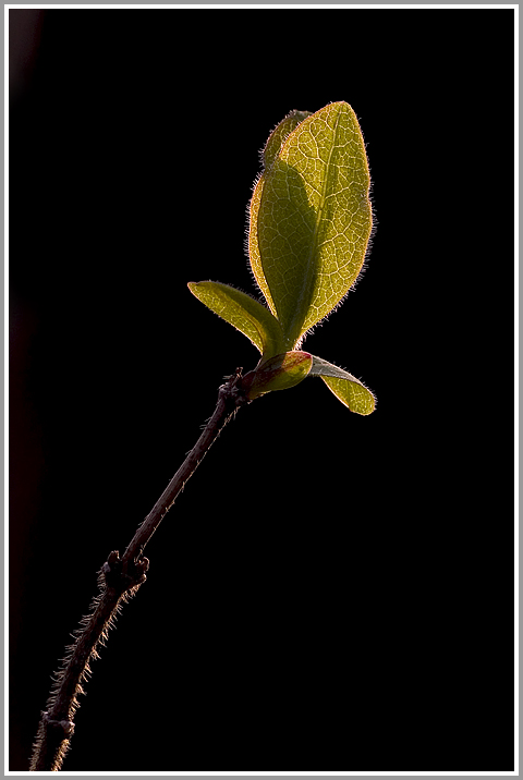 Im abendlichen Gegenlicht