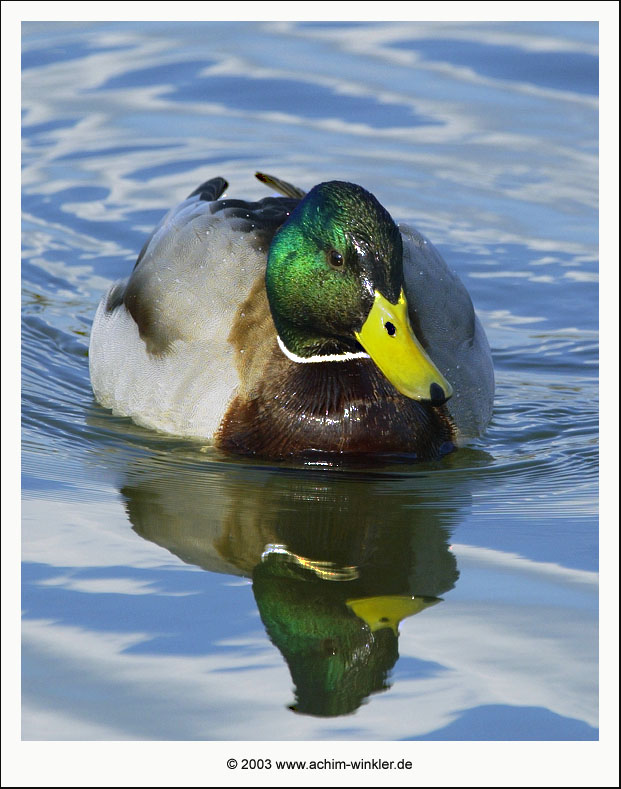 Stockente