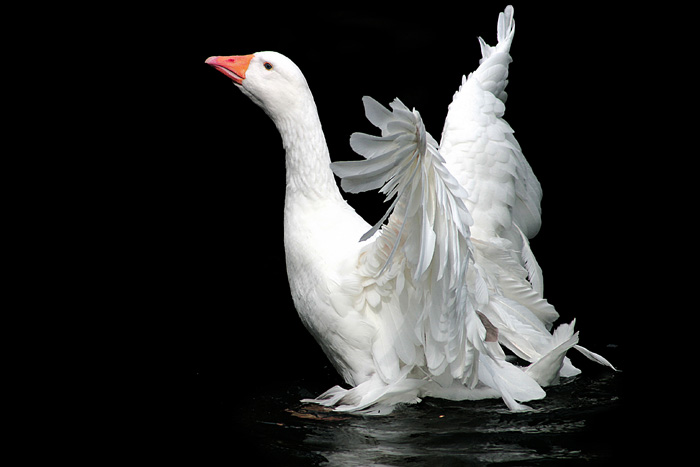 gefiederte Gans ZO EBV