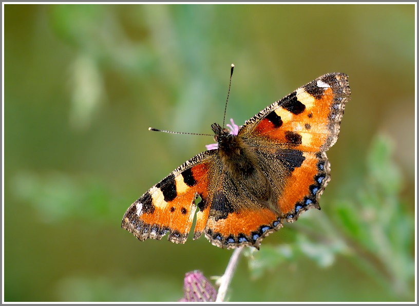 Kleiner Fuchs (Aglais urticae)