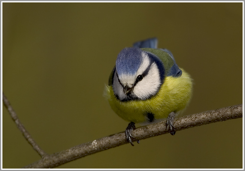 Blaumeise (Parus caeruleus), NSG Ruhraue Mülheim