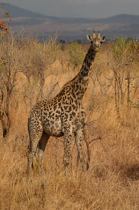 ein richtiges zoobild