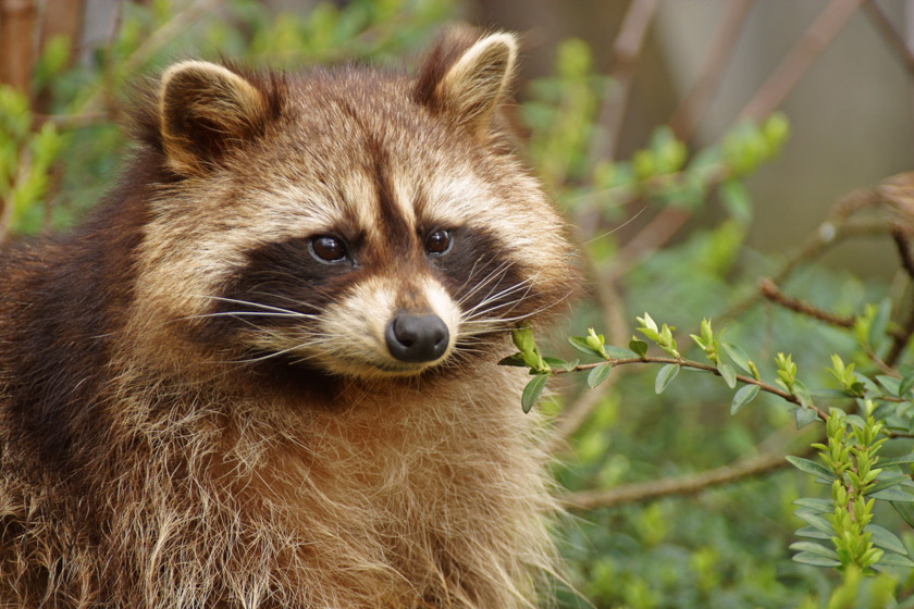 Waschbär, Procyon lotor, ZO