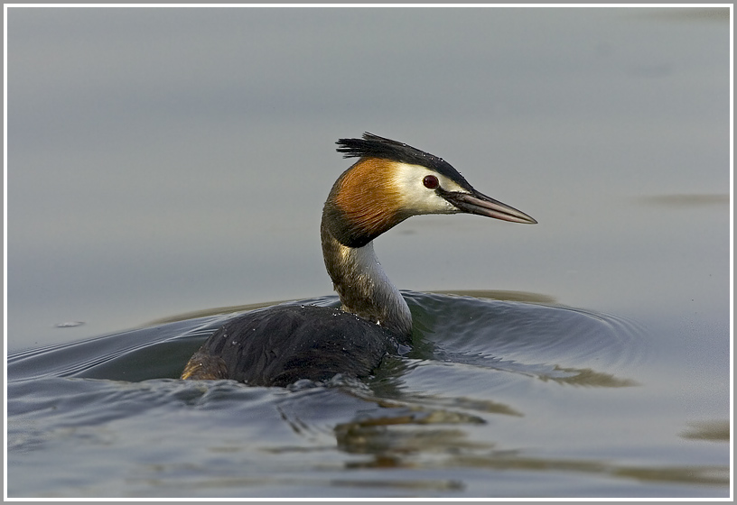 Haubentaucher (Podiceps cristatus), NSG Kocks Loch, Mülheim/Ruhr