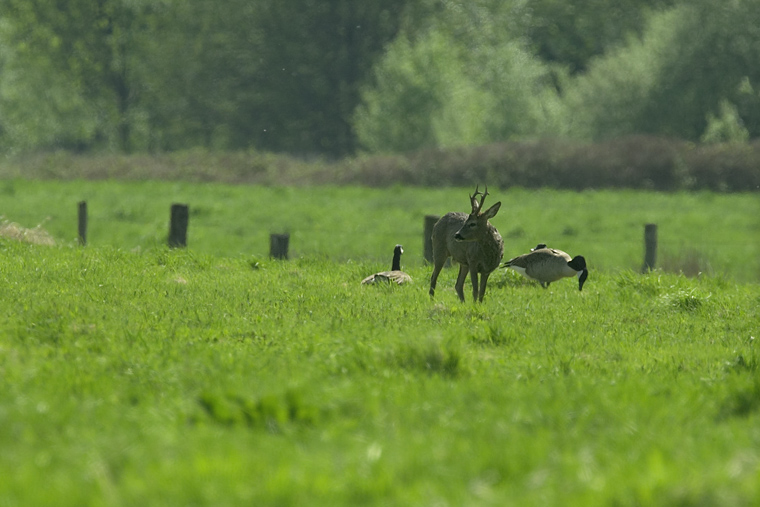Rehe an der Ruhr ND