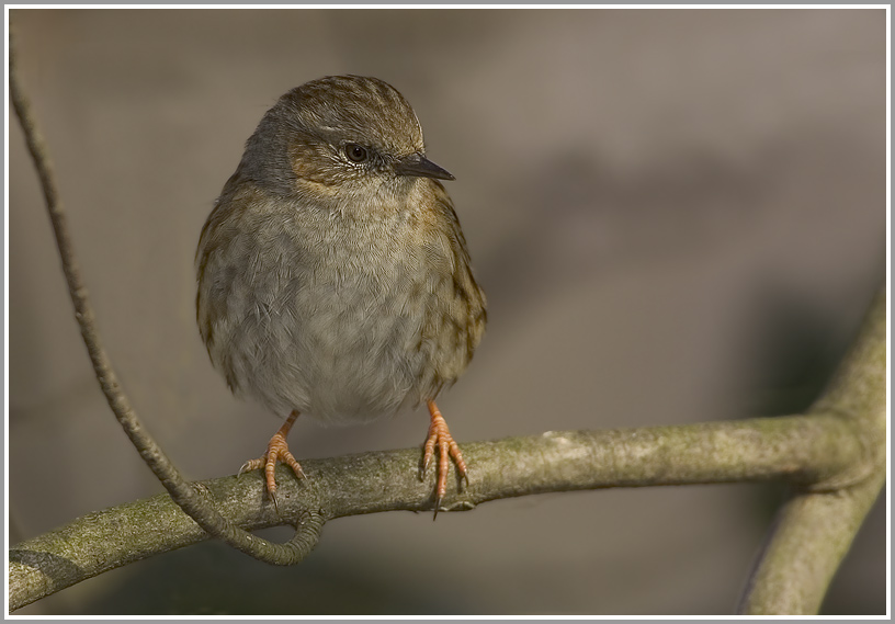 Heckenbraunelle (Prunella modularis), NSG Ruhraue Mülheim