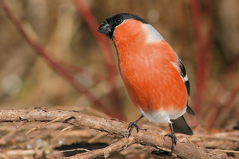 Gimpelmännchen