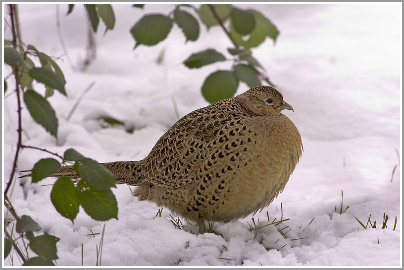 Fasan (Phasianus colchicus), NSG Ruhraue Mülheim