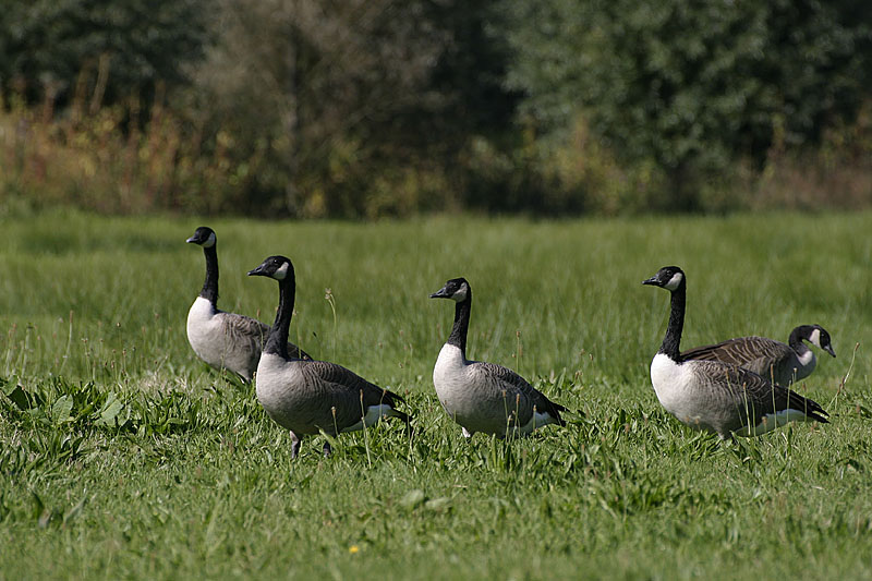 Kanadagänse ****