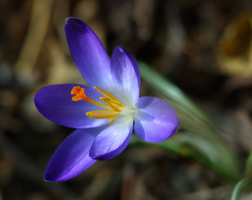 Krokus