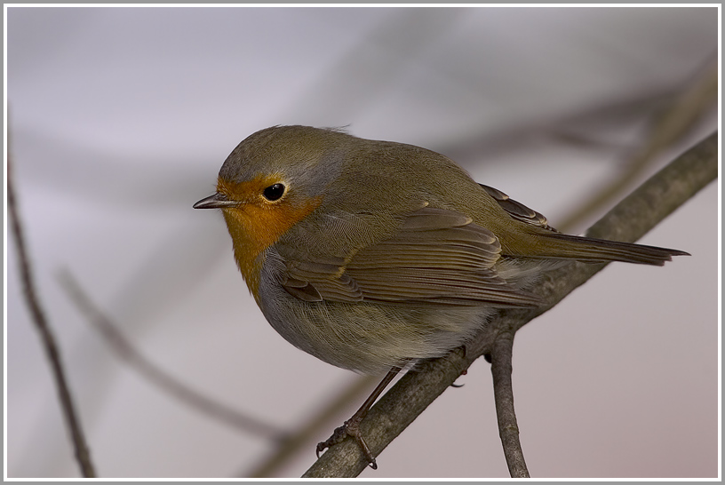 Rotkehlchen (Erithacus rubecula), NSG Ruhraue Mülheim/Ruhr