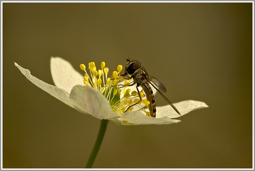 Buschwindröschen (Anemone nemorosa) mit Gemeiner Winterschwebfliege (Episyrphus balteatus)