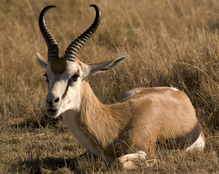 Springbock ND