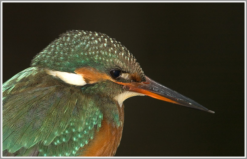 Eisvogel (Alcedo atthis)