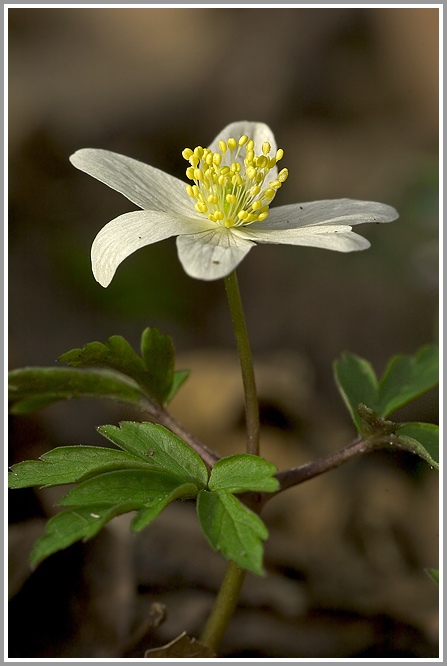 Buschwindröschen (Anemone nemorosa)