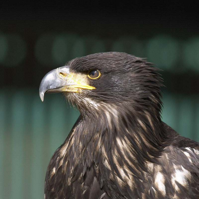 Adler (ZO)