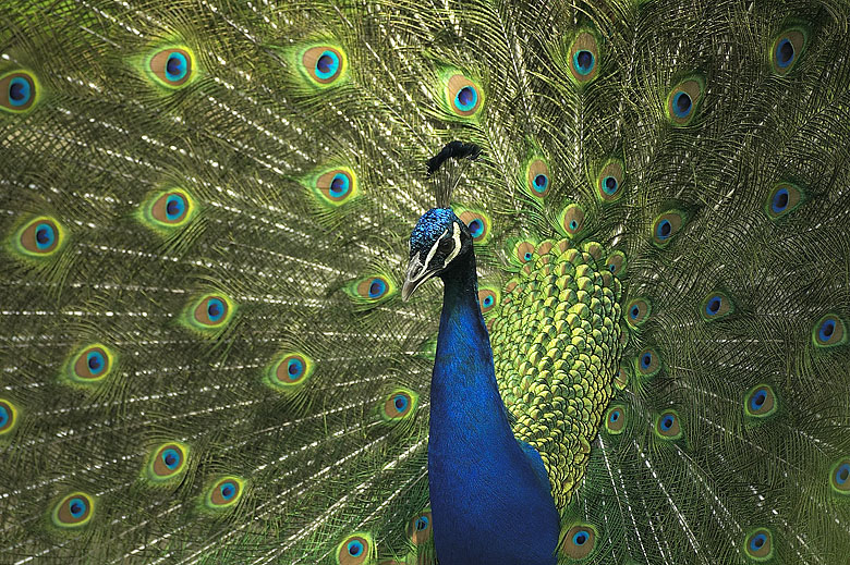 Pfau ZO