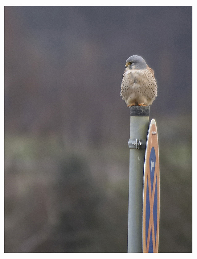 Falke im Halteverbot- ND