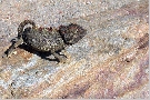 Chamäleon in der Namib