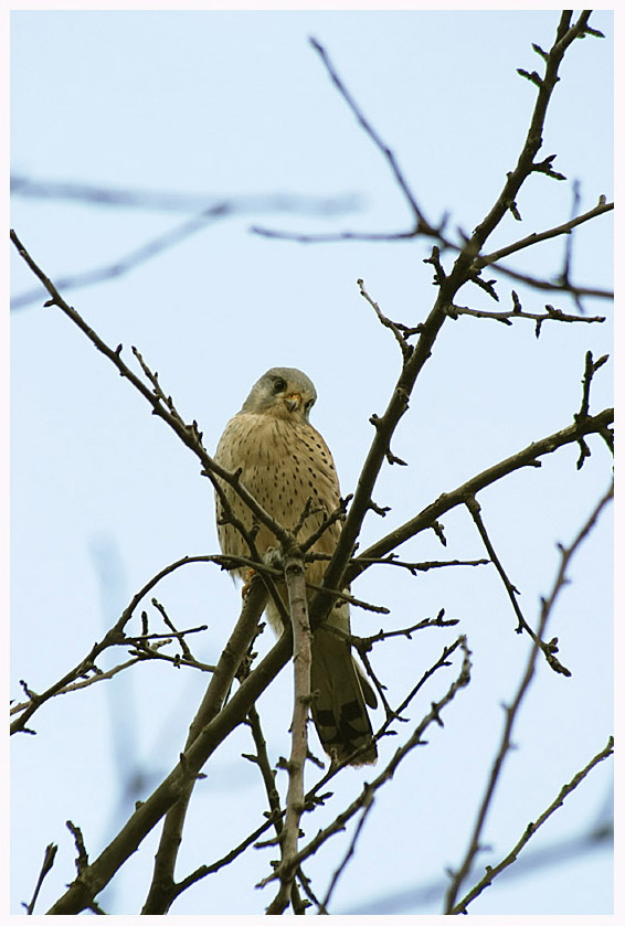 Falke auf Obstbaum - ND