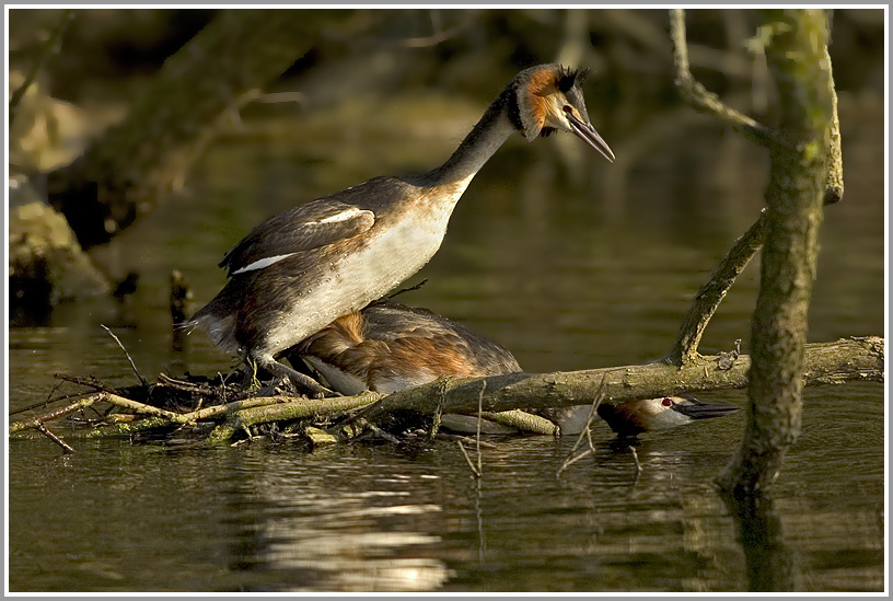 Haubentaucher (Podiceps cristatus) bei der Paarung, NSG Kocks Loch, Mülheim/Ruhr