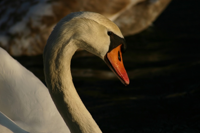 Schwan in der Abendsonne ND