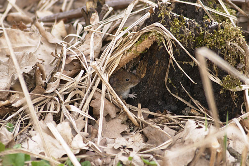 ND: Maus am Waldrand