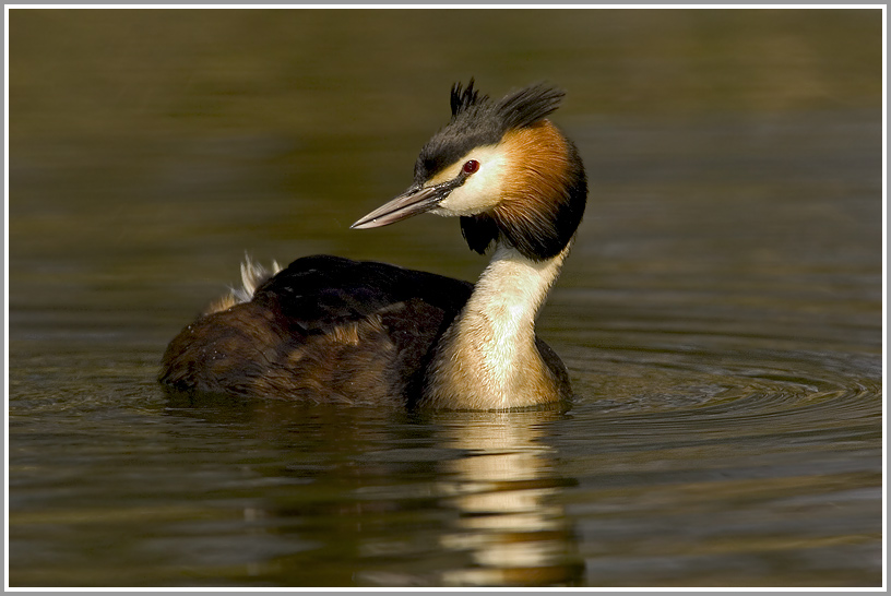 Haubentaucher (Podiceps cristatus), NSG Kocks Loch, Mülheim/Ruhr