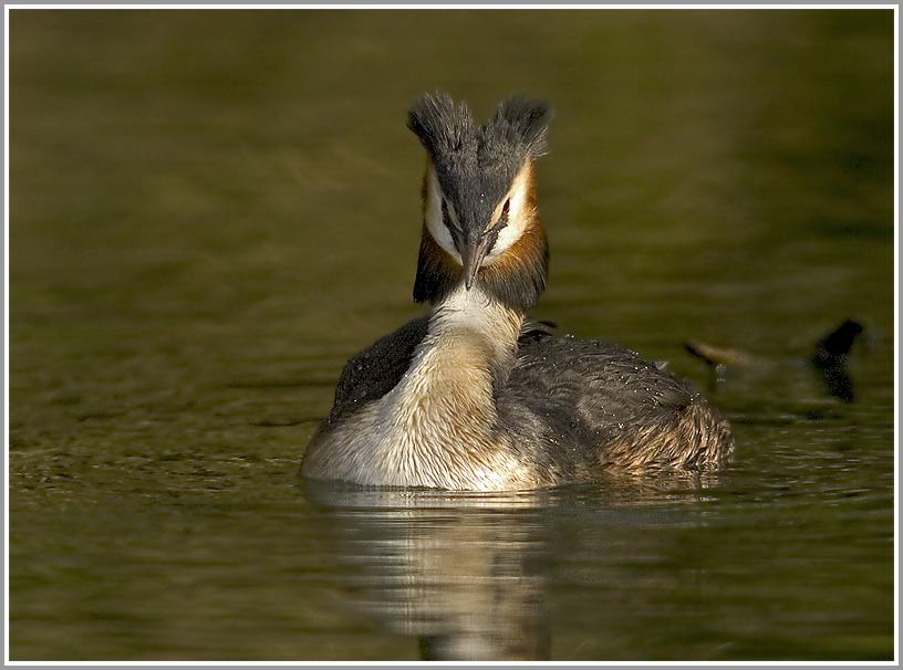 Haubentaucher (Podiceps cristatus), NSG Kocks Loch, Mülheim/Ruhr