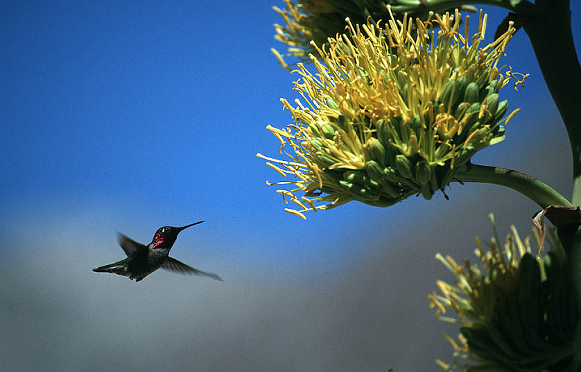 Kolibri will an der Agave Nektar naschen ND