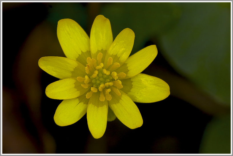 Scharbockskraut (Ranunculus ficaria)