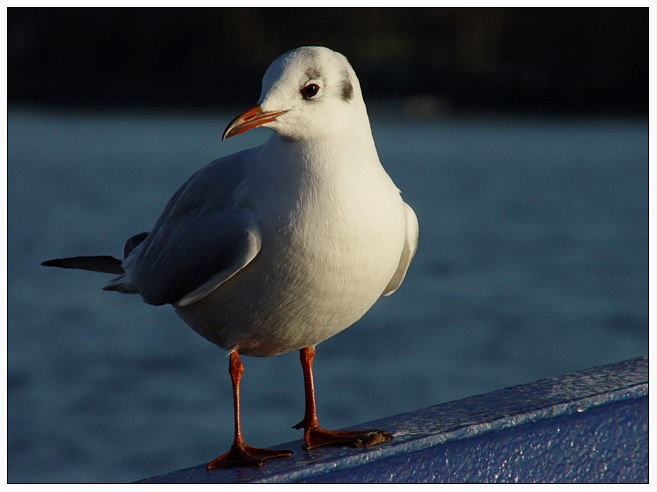 Möwe ND