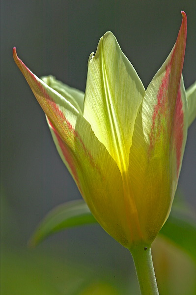 Kleine Tulpe mit "Innenbeleuchtung" (KD)