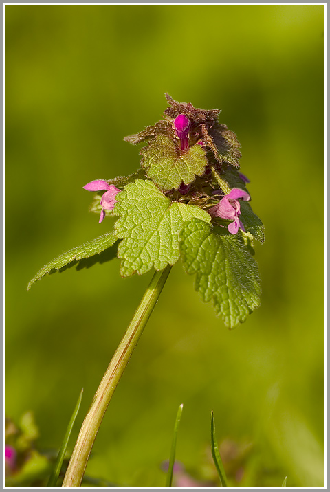 Purpurrote Taubnessel (Lamium purpureum)