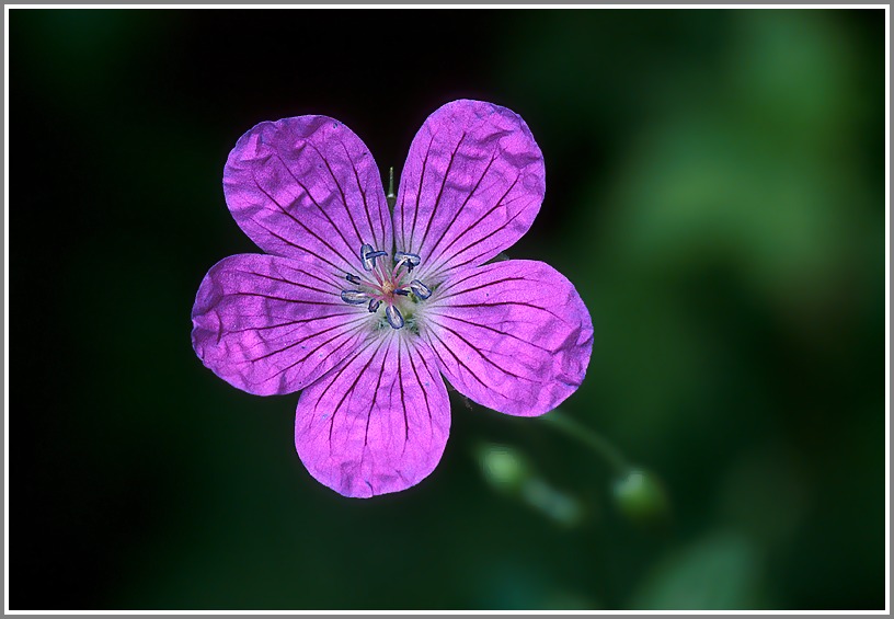 Waldstorchschnabel (Geranium sylvaticum), NSG Wutachschlucht, Baden Württemberg