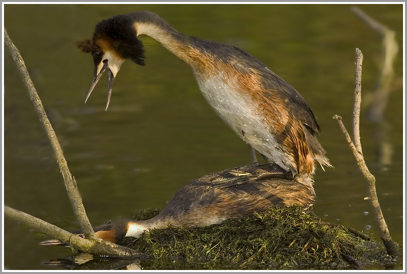 Haubentaucher (Podiceps cristatus)