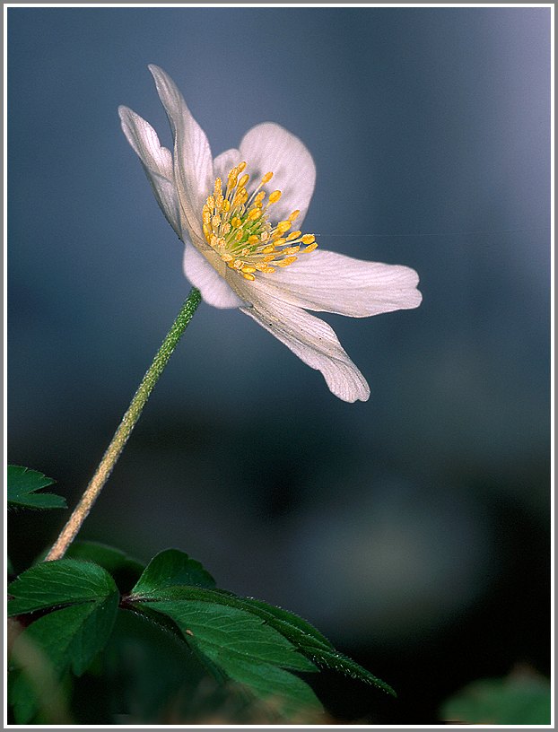 Buschwindröschen (Anemone nemorosa)