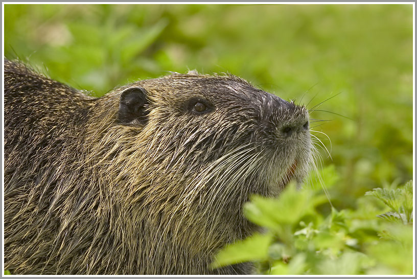 Nutria (Myocastor coypus)