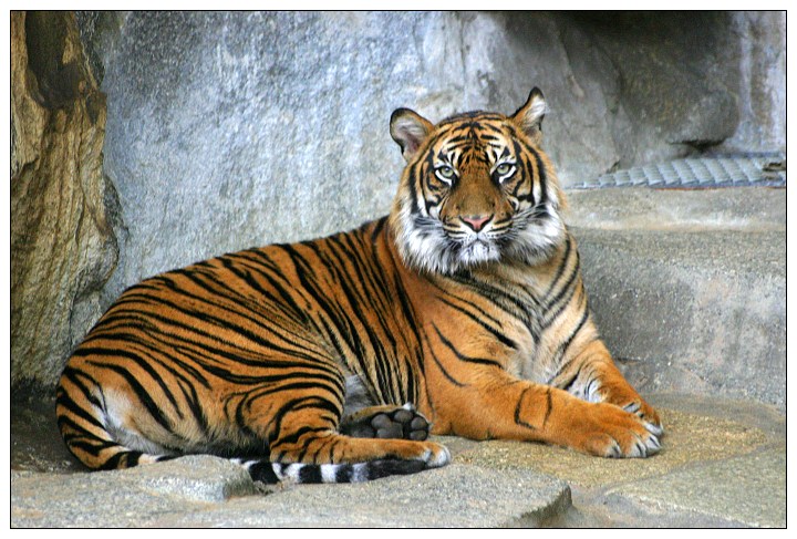 Sumatratiger-ZO