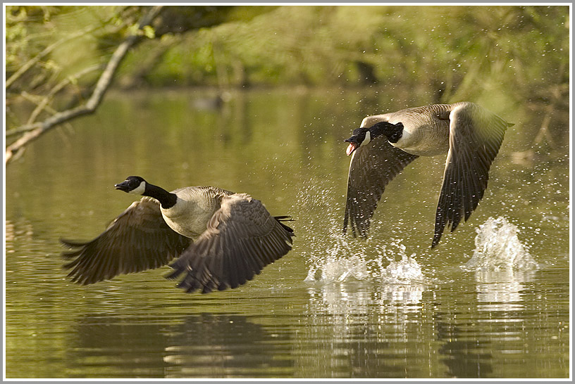 Kanadagänse (Branta canadensis)