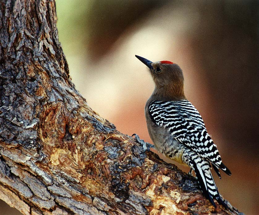 Gila Woodpecker (ND)