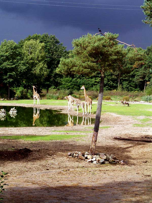 Giraffe_Burgers_Zoo