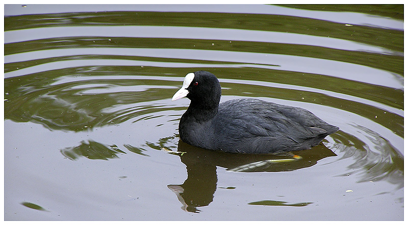 Bläßhuhn ND