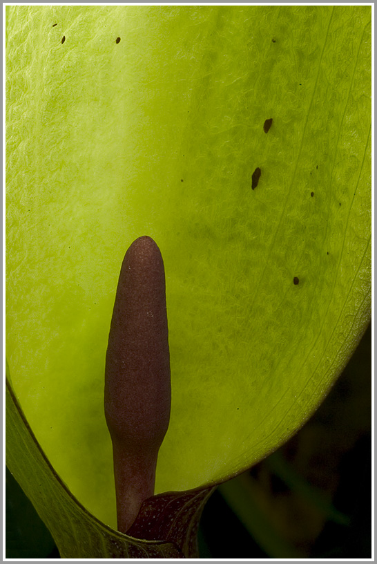 Aronstab (Arum maculatum)