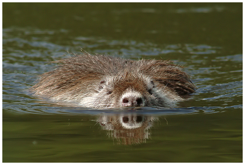 Nutria im